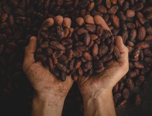 Hands holding cocoa beans