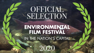 Environmental Film Festival graphic