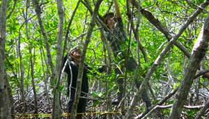 Standing in mangroves